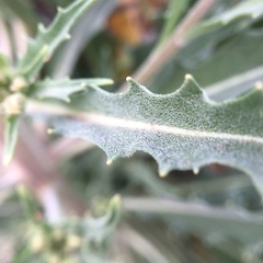 Erysimum capitatum capitatum