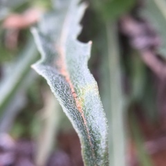 Erysimum capitatum capitatum