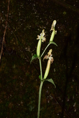 Disperis lindleyana