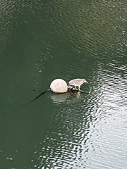 Nycticorax nycticorax