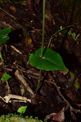 Disperis lindleyana