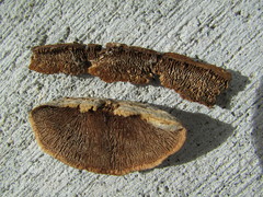 Gloeophyllum trabeum