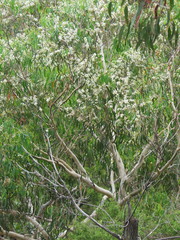 Eucalyptus racemosa