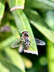 Allograpta radiata