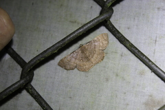 Thysanopyga casperia