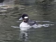 Bucephala albeola