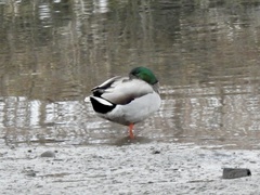 Anas platyrhynchos