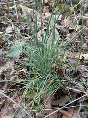 Allium