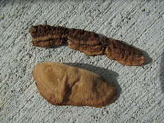 Gloeophyllum trabeum