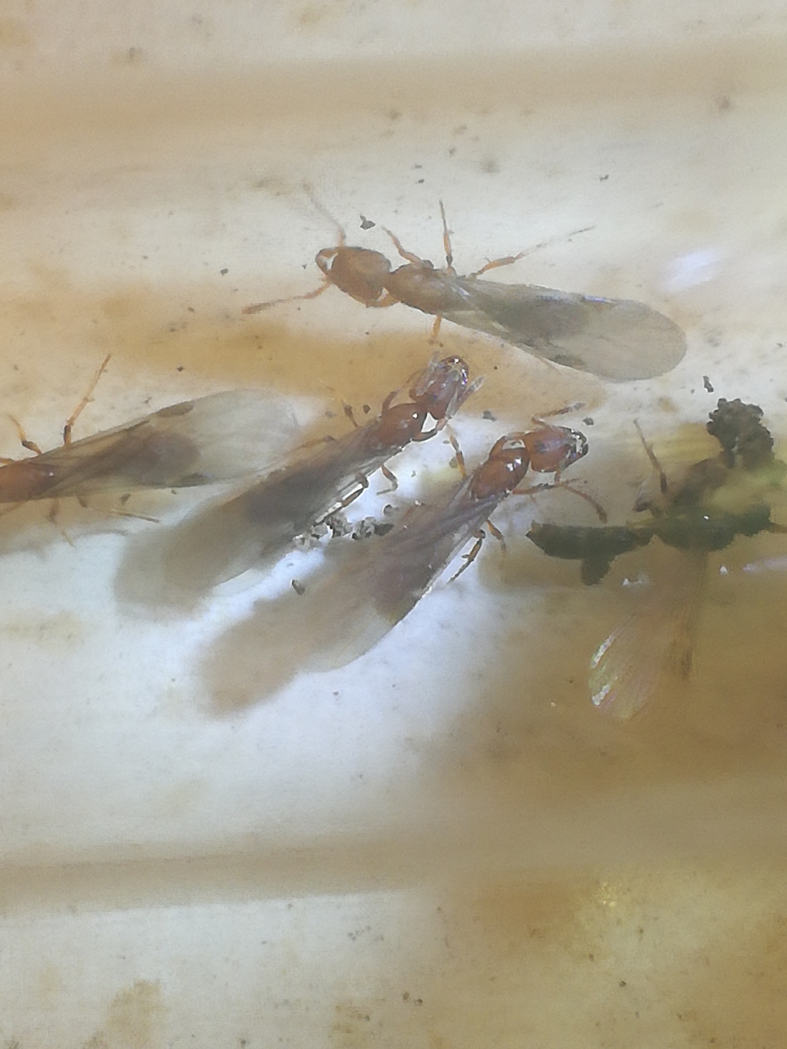 Cryptopone ochracea