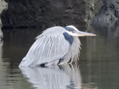 Ardea herodias