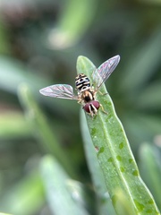 Allograpta radiata