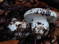 Hygrophorus ponderatus