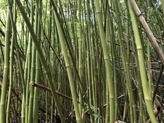 Phyllostachys nigra