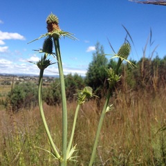 Eryngium alternatum