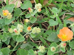 Sphaeralcea lindheimeri