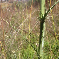 Eryngium alternatum
