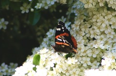 Vanessa atalanta