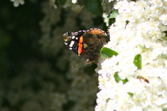Vanessa atalanta