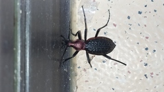 Carabus nankotaizanus