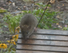 Rattus norvegicus