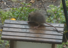 Rattus norvegicus