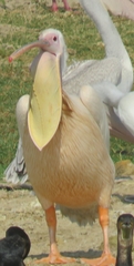 Pelecanus onocrotalus