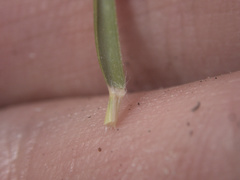 Zoysia minima