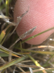 Zoysia minima