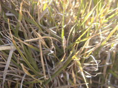 Zoysia minima