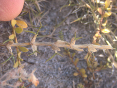 Zoysia minima