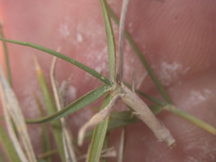 Zoysia minima