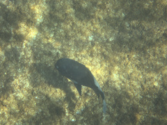 Parma alboscapularis