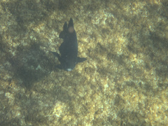 Parma alboscapularis