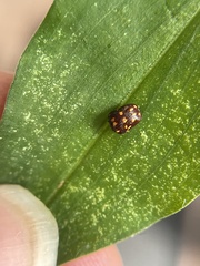 Cryptocephalus nigrocinctus