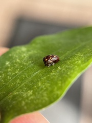 Cryptocephalus nigrocinctus