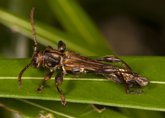 Ameriphoderes acutipennis