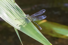 Hemigomphus comitatus