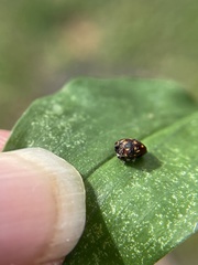 Cryptocephalus nigrocinctus
