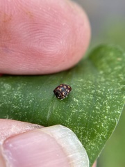 Cryptocephalus nigrocinctus