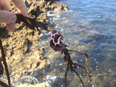 Lithophyllum carpophylli