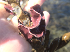 Lithophyllum carpophylli