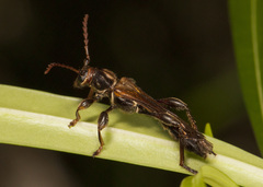 Ameriphoderes acutipennis