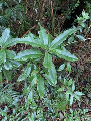 Helicia rengetiensis