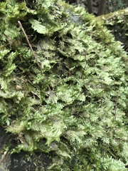 Homaliodendron flabellatum