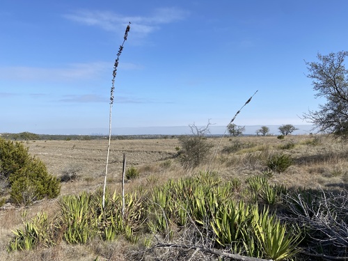 Agave lophantha