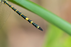 Hemicordulia intermedia