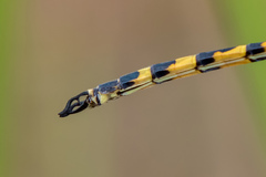 Hemicordulia intermedia