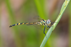 Hemicordulia intermedia