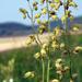 Prairie Alumroot - Photo (c) Peter Gorman, some rights reserved (CC BY-NC-SA)